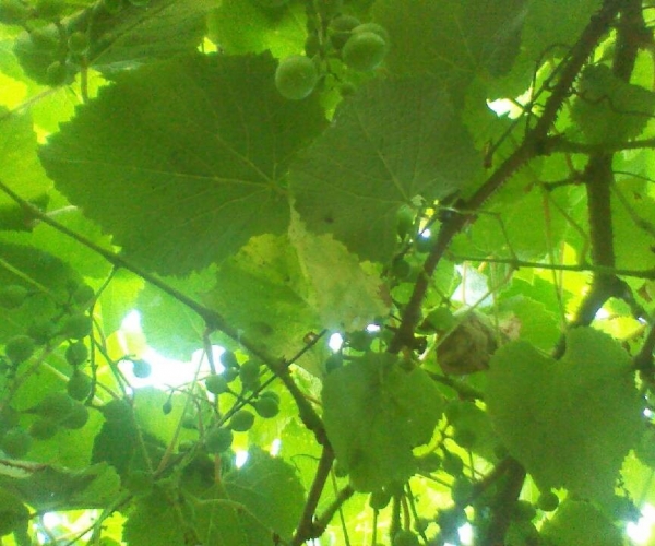 QQ图片20130611161637.jpg