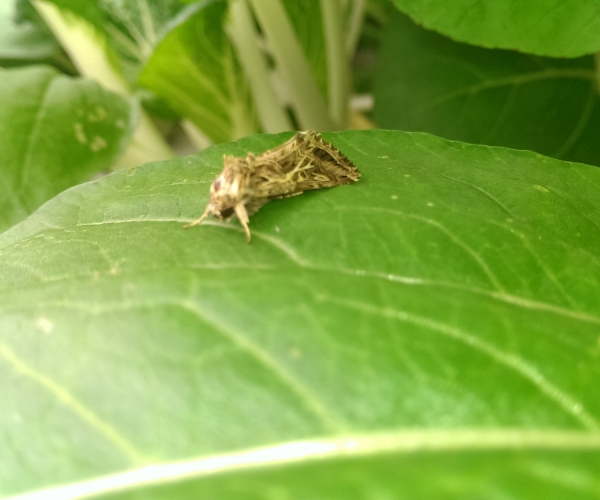 IMAG0161.jpg