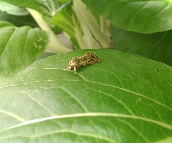 这个应该是成虫