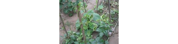 m_654828.jpg