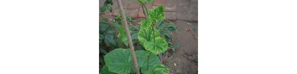 psb (1).jpg