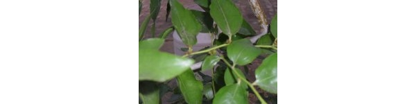 psb (8).jpg