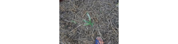 psb (15).jpg