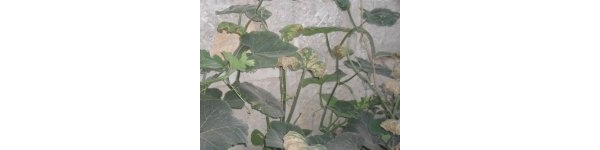 psb (23).jpg