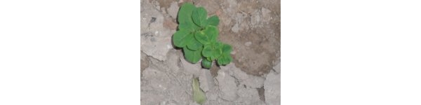 psb (25).jpg