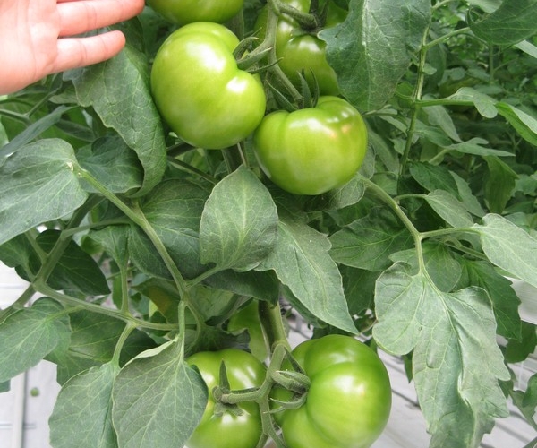 Size of tomato.jpg