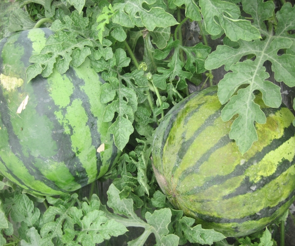 细菌性果斑病 (1).jpg