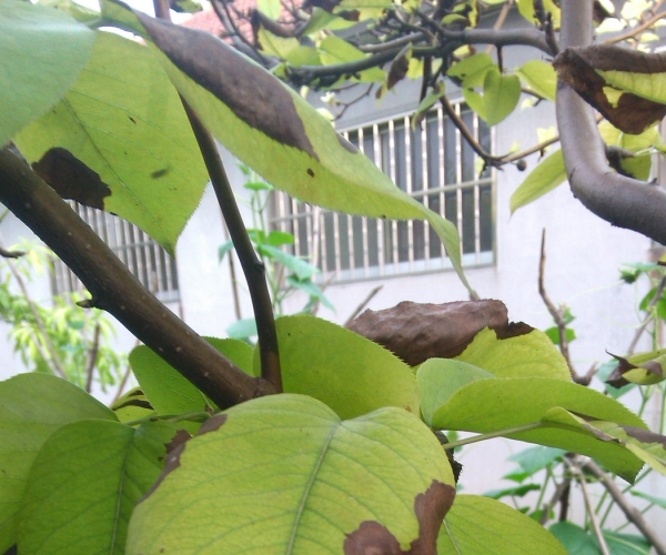 IMG_20130728_170011.jpg