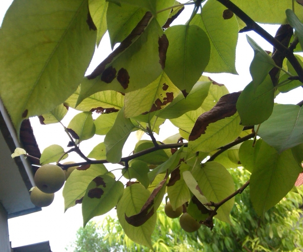 IMG_20130728_170319.jpg