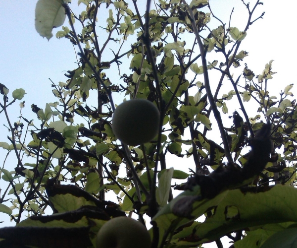 IMG_20130728_170251.jpg