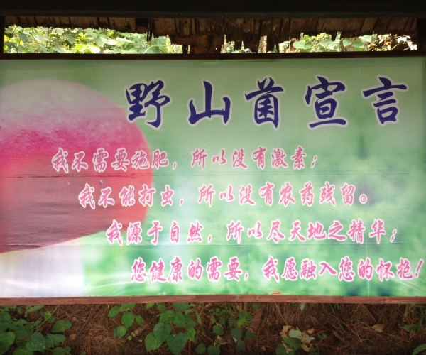 野山菌宣言.JPG