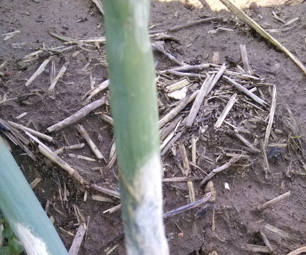 IMG_20130817_103346.jpg